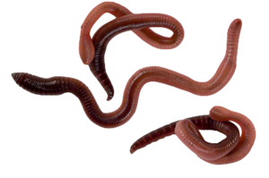 Worms PNG Image PNG Clip art