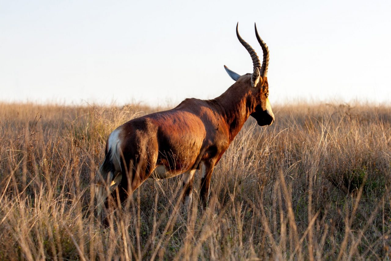 Favorite Drive-Through Safari Parks