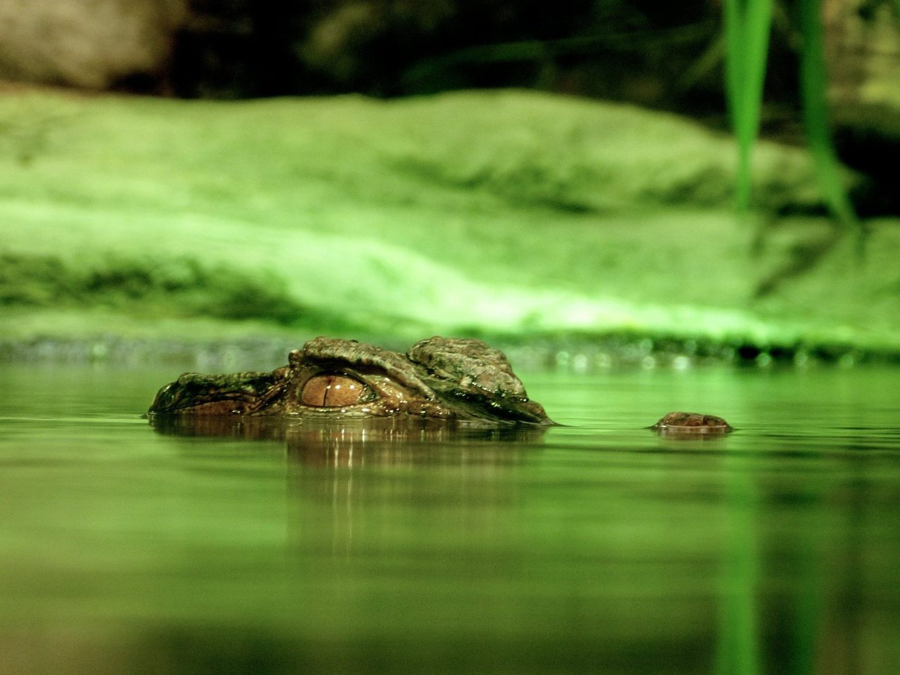 Visit Gatorland