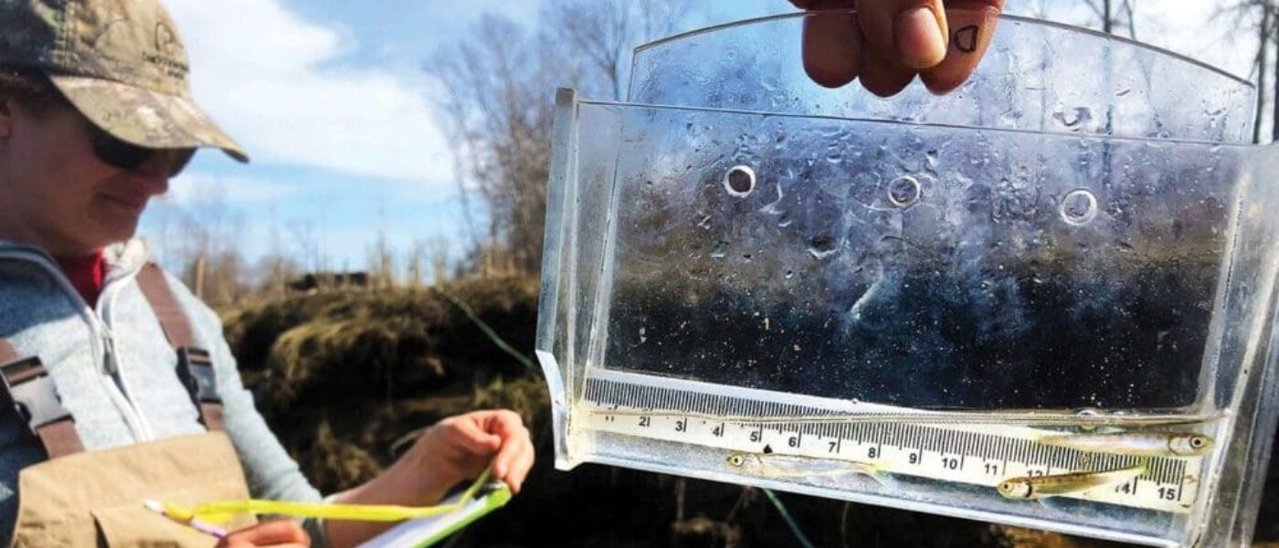  Juvenile salmon are measured before being released during biodiversity monitoring in advance of sediment deposits at Sturgeon Bank.