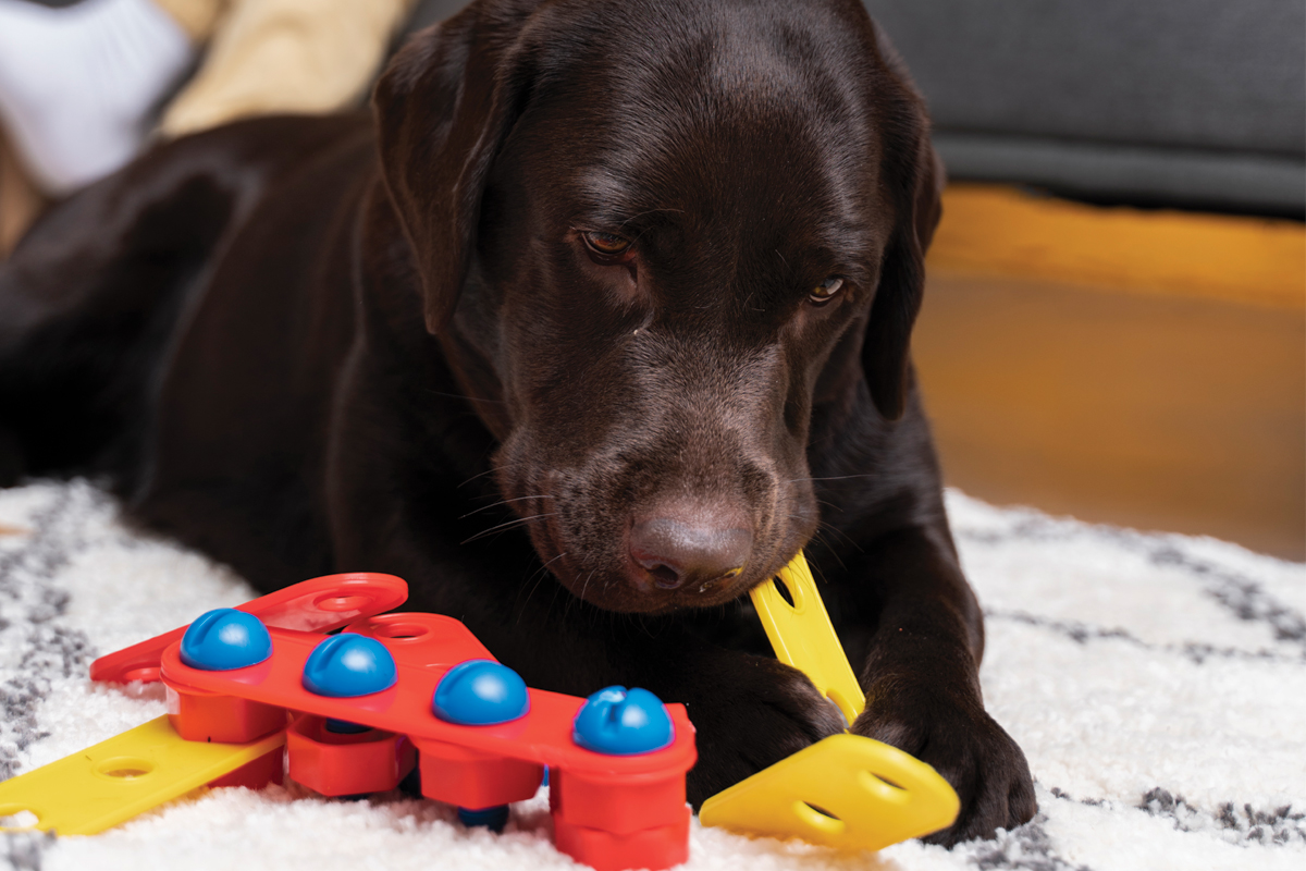 dog-with-toys