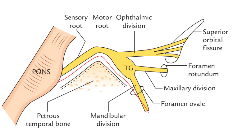 Trigeminal Nerve: Course, Relationships and Distribution