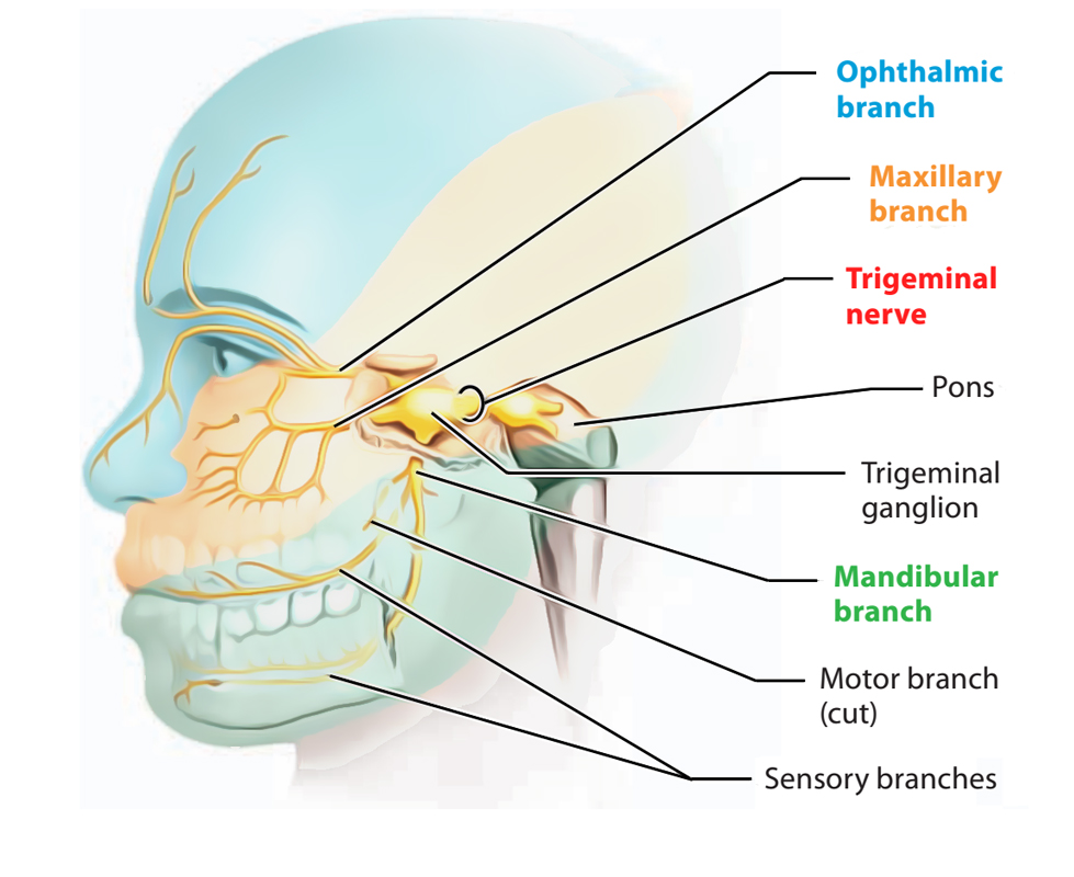 Trigeminal Nerve