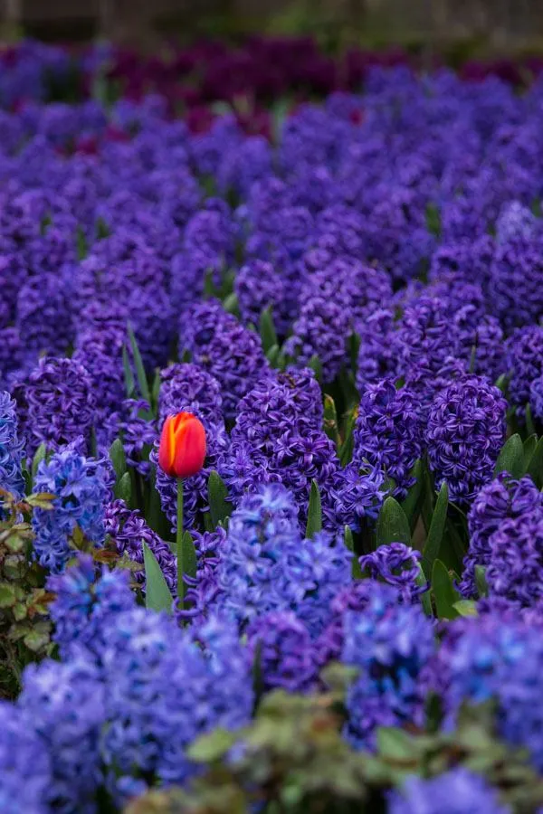 Hyacinths