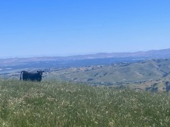 Lace up your hiking boots! Tyler Ranch Staging Area has just opened access to the East Bay's Sunol Ridge.