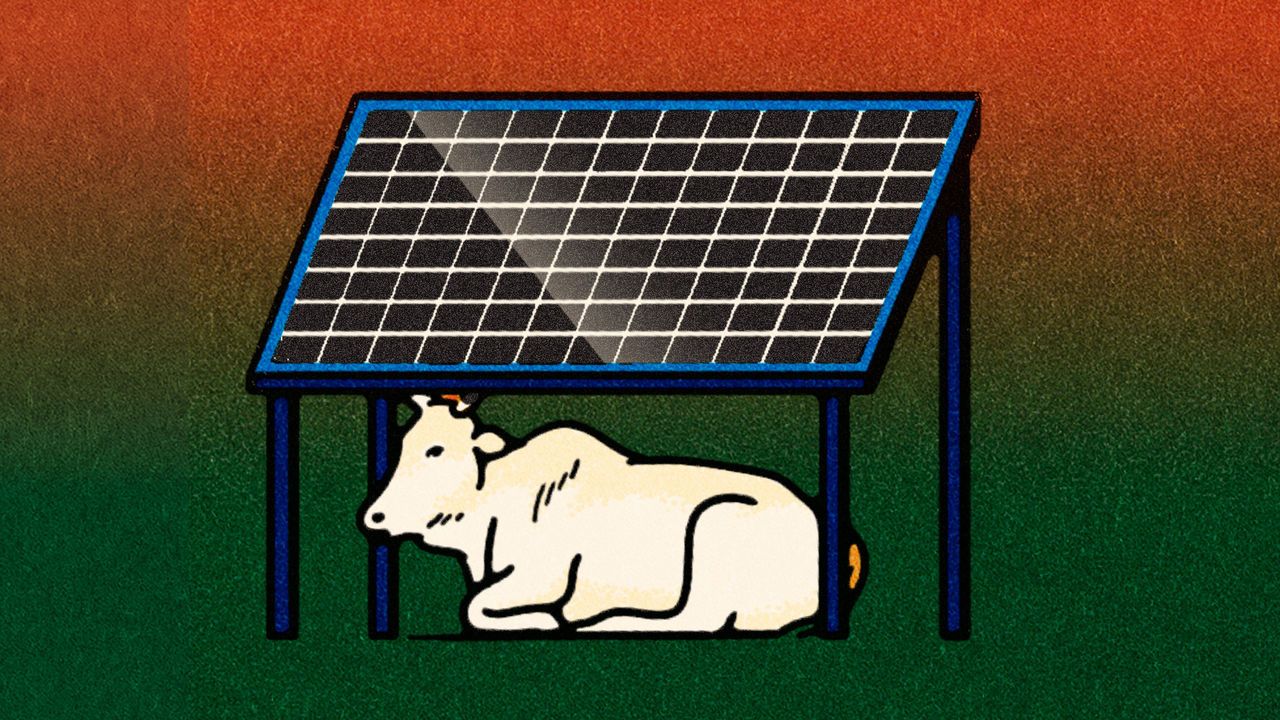 An illustration of a white cow sitting under a solar panel.