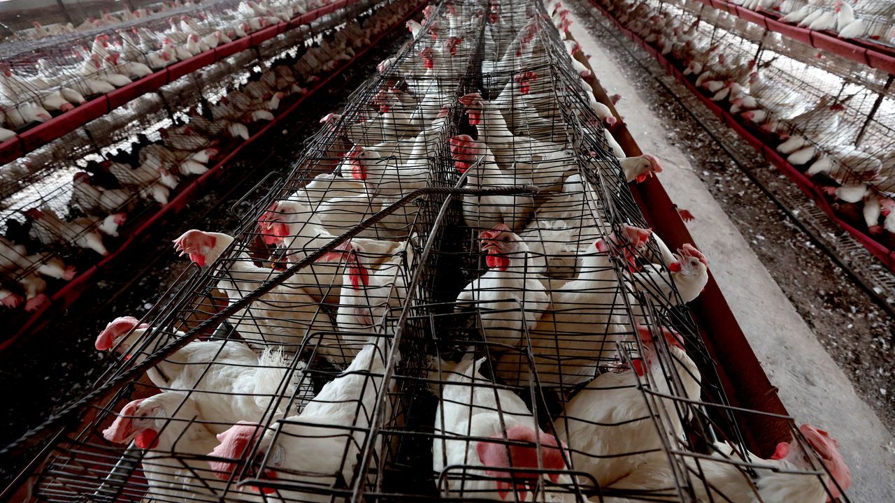 Chickens at a poultry farm in Tepatitlan, Jalisco State, Mexico