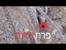 קדימון