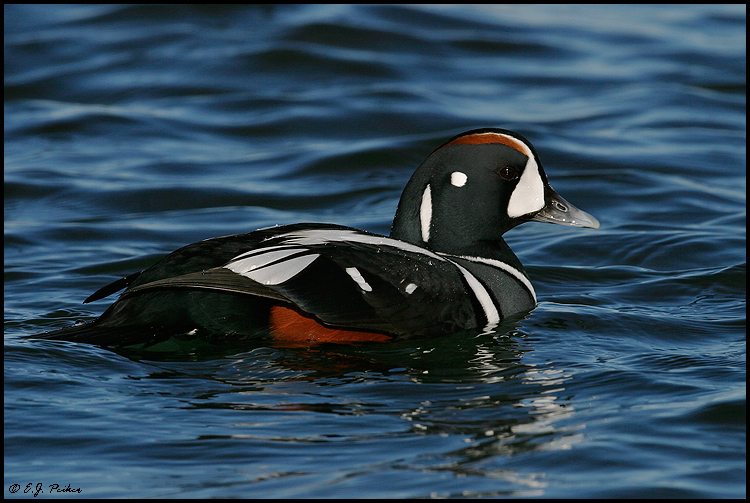 Harlequin Duck Page