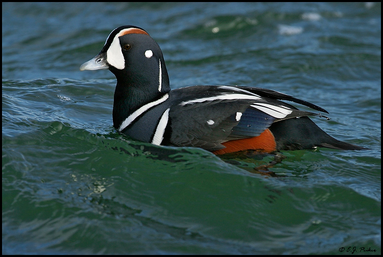 Harlequin Duck Page