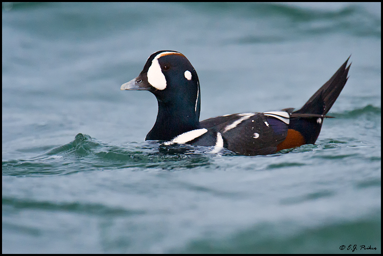 Harlequin Duck Page