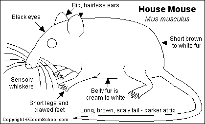 Class Mammalia Diagram