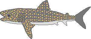 Whale Shark Anatomy