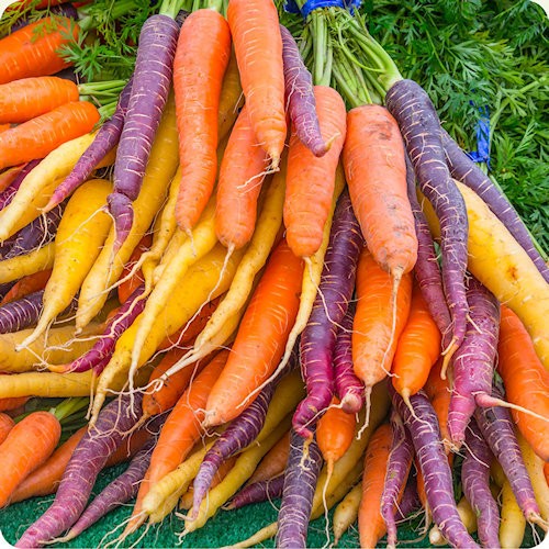 Carrot Seeds