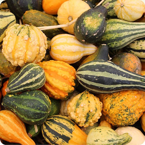 Gourd Seeds