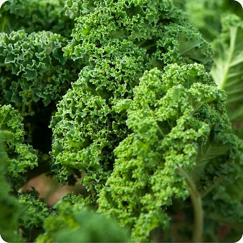 Kale Seeds