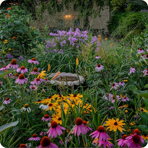 Native Wildflower Seed Mixes