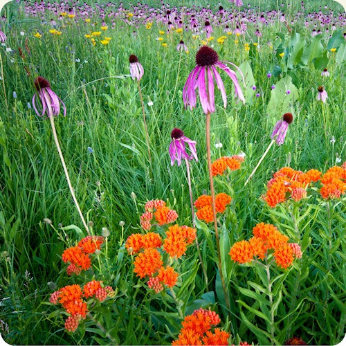 Popular Native Wildflower Seeds