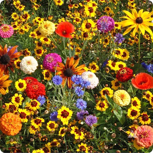 Popular Garden Flower Seeds