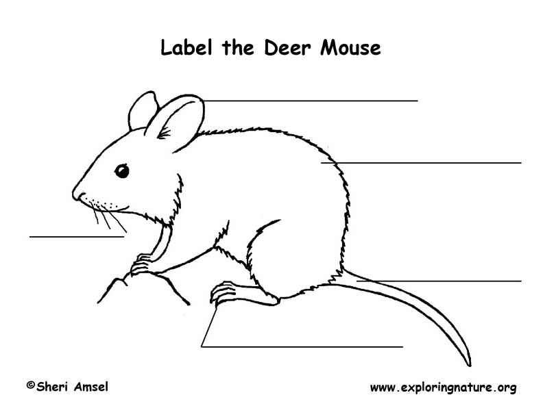 [DIAGRAM] Teeth Labeled Diagram Mouse - MYDIAGRAM.ONLINE