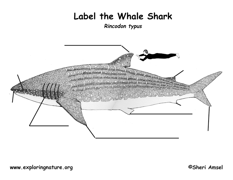 Whale Shark Anatomy