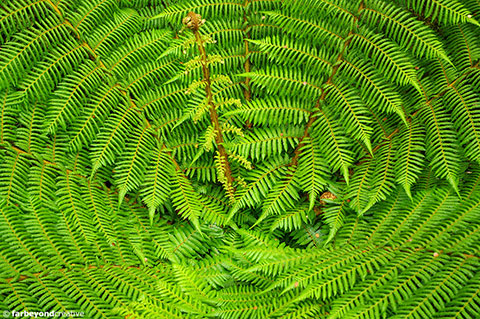 Ferns | New Zealand and Australia Photography | Far Beyond Creative