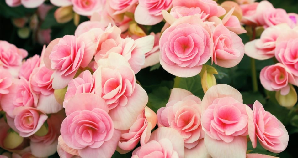 Group of pink rose begonia flowers.