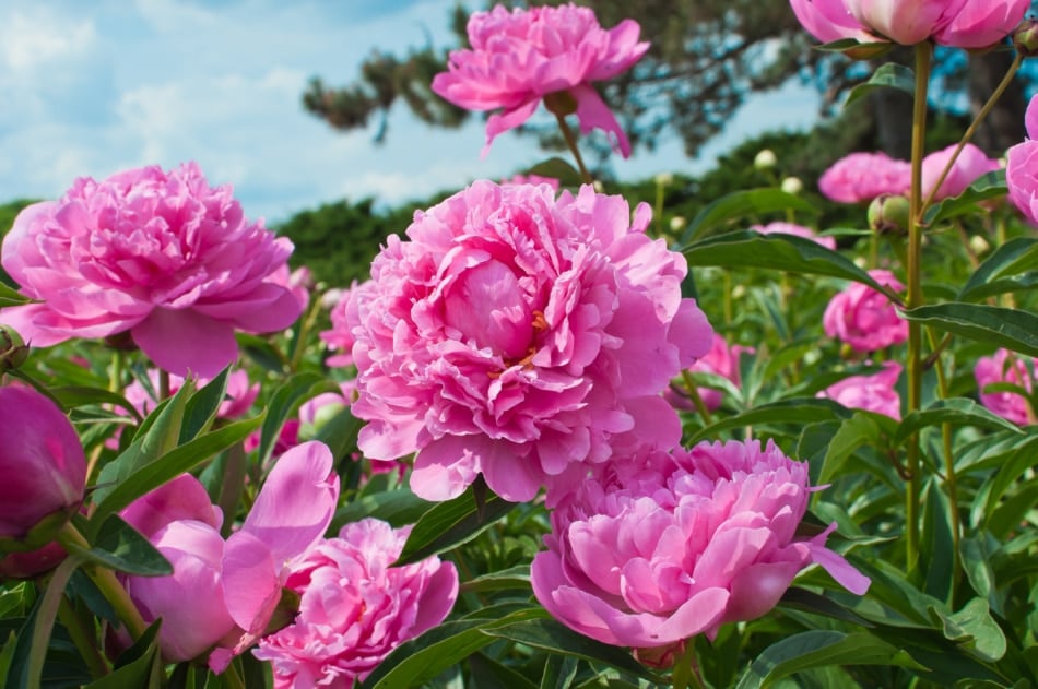 Peony flowers growing in a field.