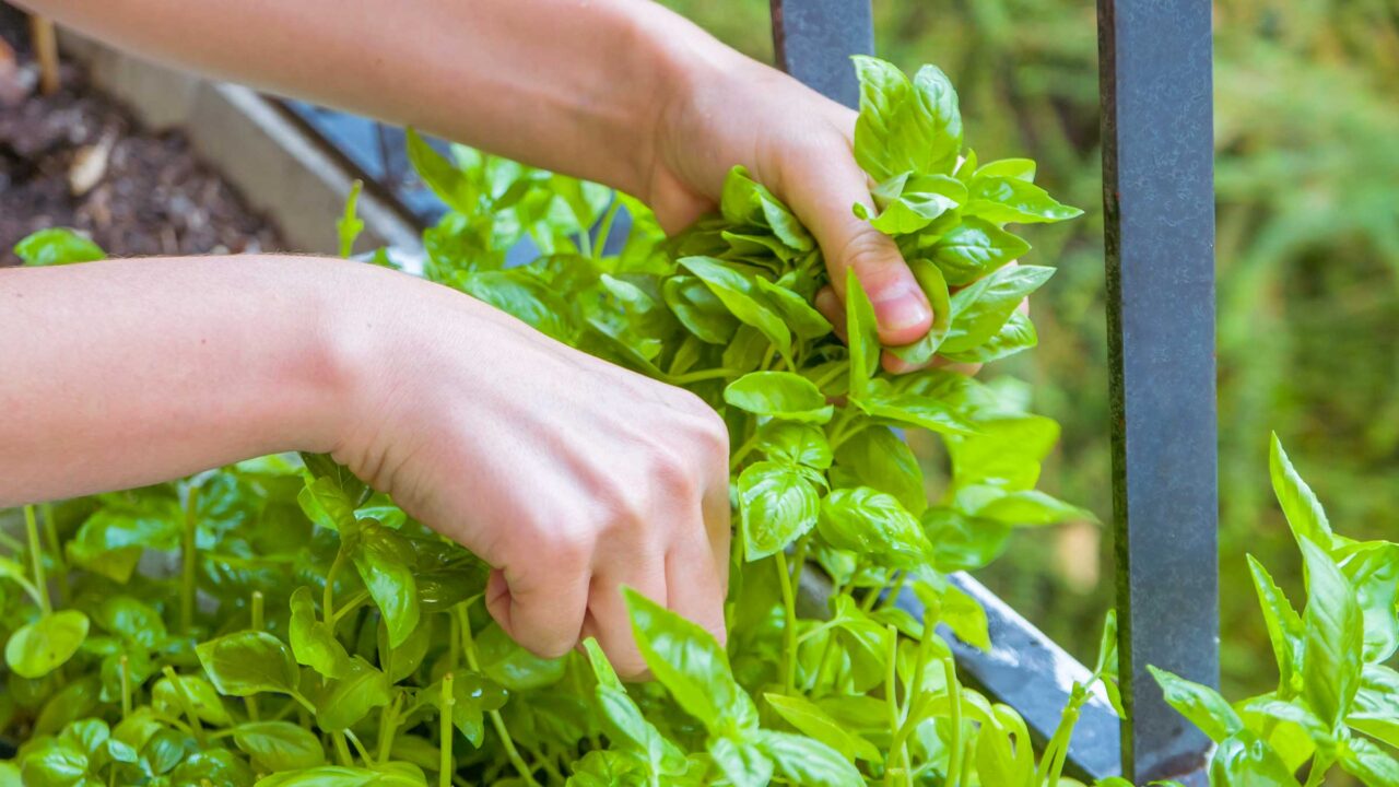 Vom Balkon in die Küche: Diese Lebensmittel wachsen auf kleinstem Raum Test: Balkon Garden Aufmacher