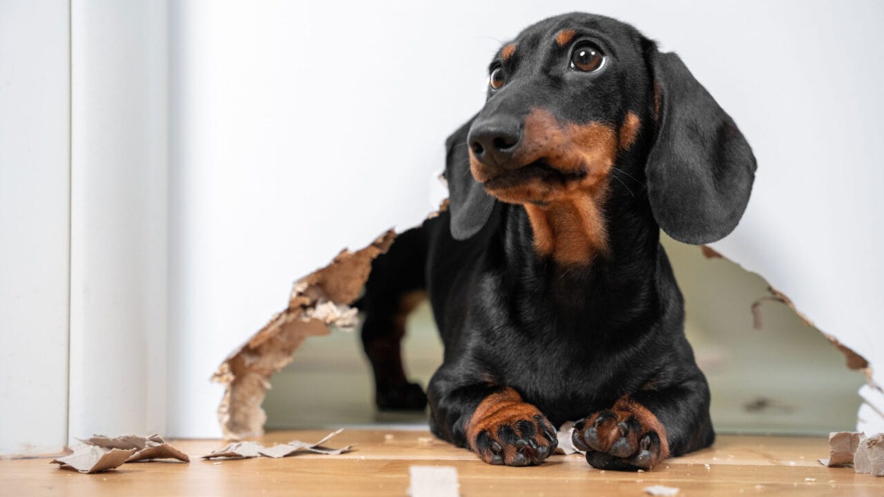 Hundehaftpflichtversicherungen Test: Hundehaftpflichtversicherungen Aufmacher