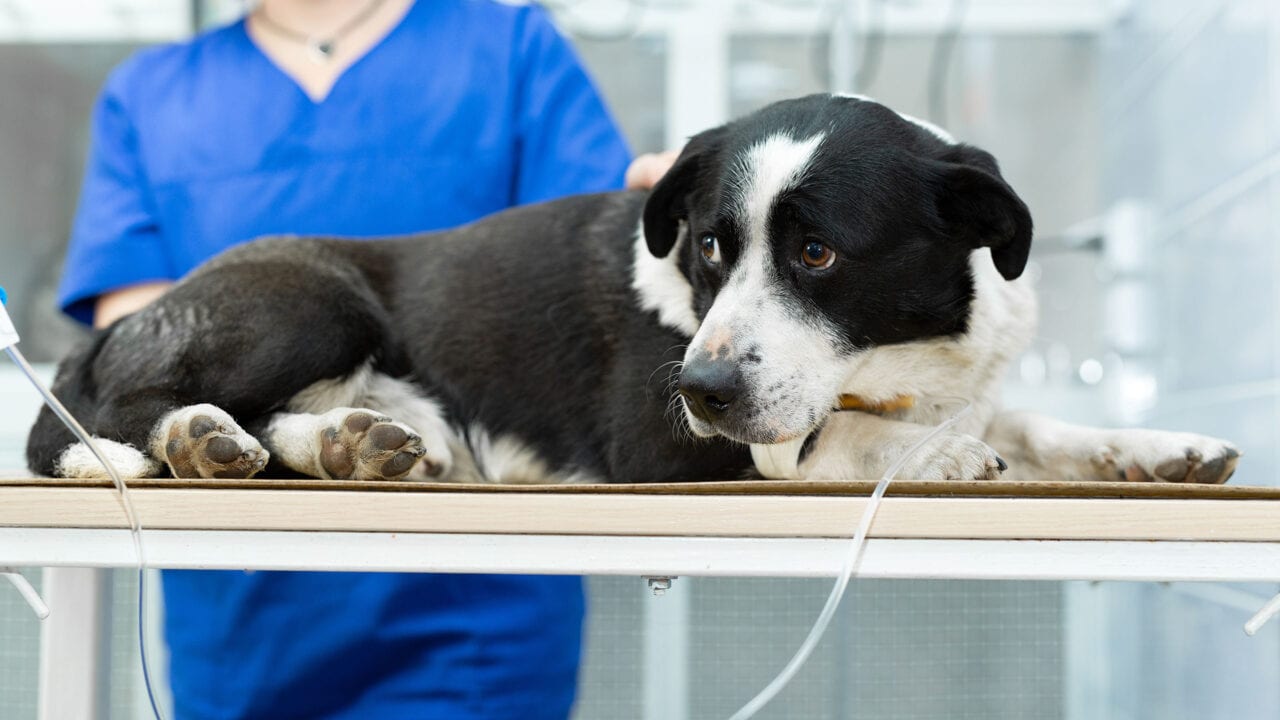 Hundekrankenversicherung Test: Hundekrankenversicherung Aufmacher