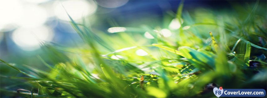 Spring Macro Green Grass Seasonal Facebook Cover