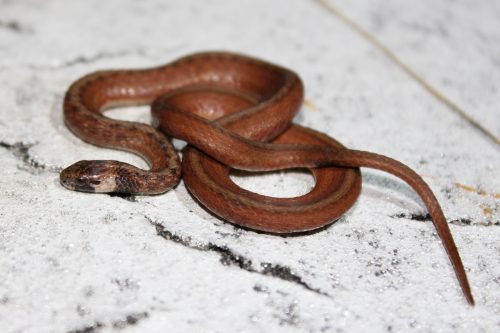 small brown snake with tan under neck