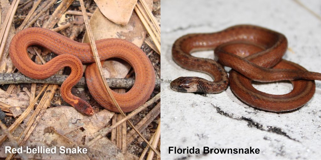 two images side by side - Image 1: Red-bellied Snake - small orange snake with brown stripes. Image 2: Florida Brownsnake - small brown snake with tan under neck