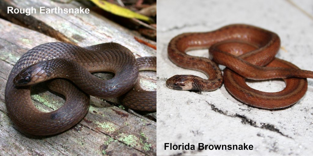 two images side by side - Image 1: Rough Earthsnake - brown snake coiled on a log. Image 2: Florida Brownsnake - small brown snake with tan under neck