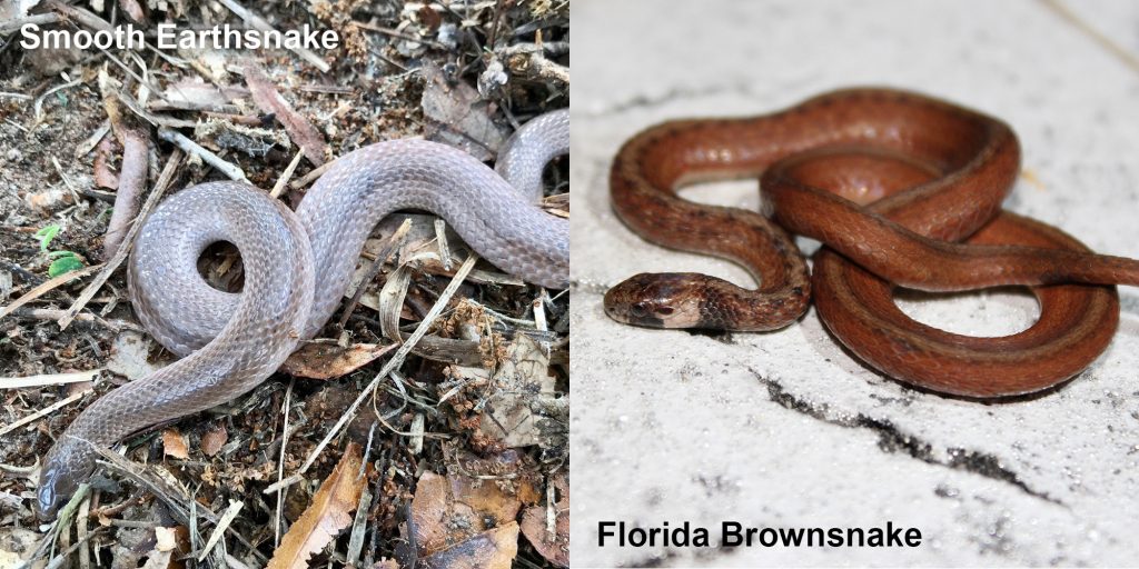 two images side by side - Image 1: Smooth Earthsnake - gray snake with light lines. Image 2: Florida Brownsnake - small brown snake with tan under neck