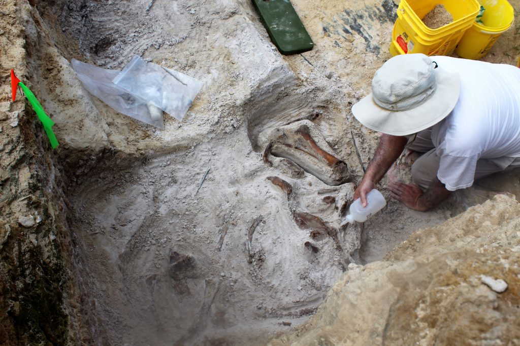 Vertebrate Paleontology Collections Manager, Richard Hulbert, adding glue to the fossils of the 'elephant bone bed'.