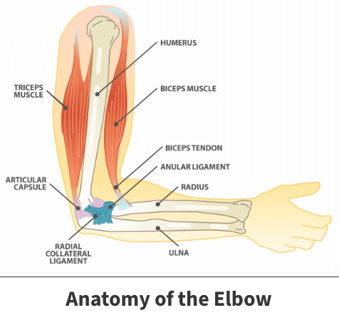 Anatomy of the elbow