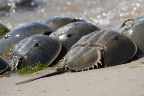 horseshoe-crab-blood-ft-blog0417