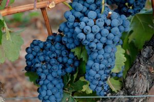 Rioja vs Ribero Del Duero: The Great Tempranillos of Spain