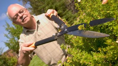 An elderly man happily snips away at a hedge