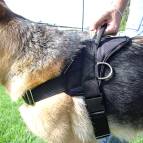 *Diesel in Non-Restrictive Dog Harness Designed for German Shepherd