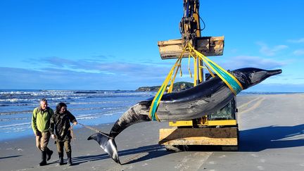 Le corps de ce cétacé, de cinq mètres de long, a été trouvé le 4 juillet près de l'embouchure d'une rivière dans la région d'Otago, située au sud-est de l'île du Sud, ont indiqué des chercheurs. (HANDOUT / NEW ZEALAND DEPARTMENT OF CONSER)