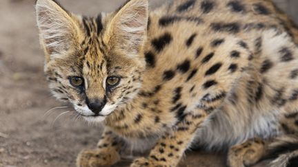 Un "gros félin" a été aperçu ce week-end dans la forêt de Saint-Martin-de-la-Garrigue, près de Montagnac. Il pourrait s'agir d'un serval.