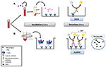 Frontiers | Immune Functional Assays, From Custom to Standardized Tests ...