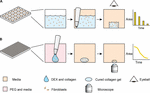 Frontiers | Kinetic Analysis of Label-Free Microscale Collagen Gel ...