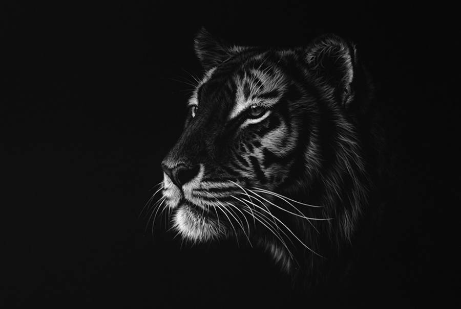 Stunning Realistic Wildlife White on Black Drawings – Fubiz Media