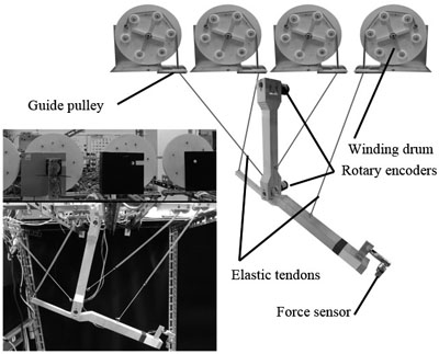 Elastic tendon driven robot arm