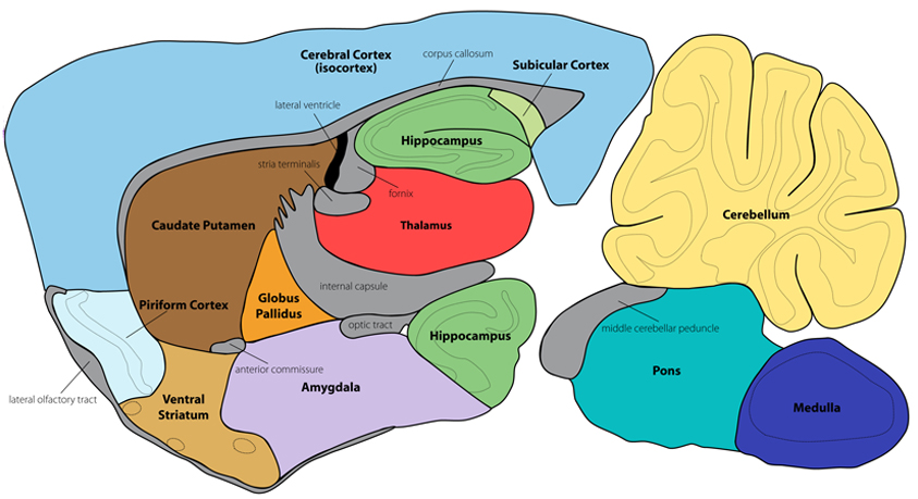 Mouse Anatomy Atlas