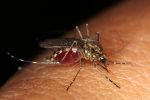 Merced County Department of Public Health Confirms First West Nile Virus Death of 2024 in City of Merced